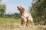 SETTER ANGLAIS 211